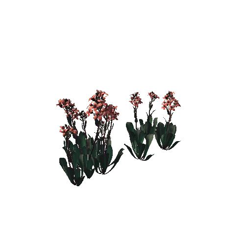 Flower Daggerpod4